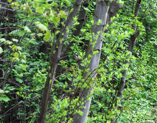 Fototapeta na wymiar woodpecker bird flew to the feeder to peck seeds in the forest
