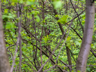 woodpecker bird flew to the feeder to peck seeds in the forest