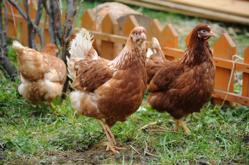 Red chickens on a private farm in the village