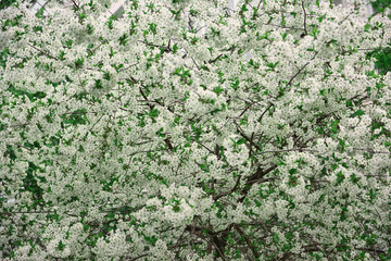 white flowers in a green spring park