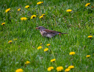 brown winged finch bird flew to the trough to peck seeds