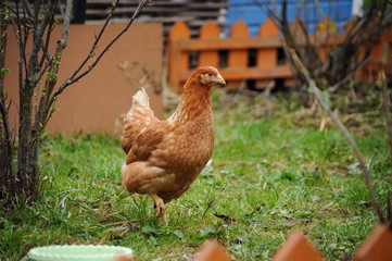 Red chickens on a private farm in the village