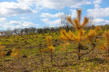 Fototapeta premium Withered small tree. Fir tree with yellow needles. Fire aftermath