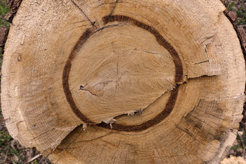 Wooden circle with a split log. Tree structure.