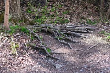 Springtime walk to the falls