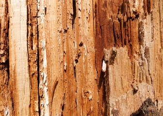 Broken tree close up. The texture of a broken tree.