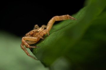The crab spider / Thomisidae