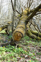 Fototapeta premium A large tree is sawn in the forest. Wood cutting.