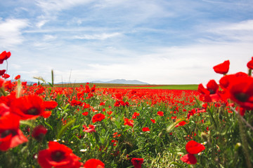 Obraz premium spectacular field of poppies in spring