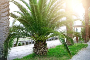 Fototapeta na wymiar An exotic low palm tree in the South.