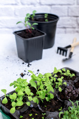 Little plant sprouts in black plastic grow box. Growing gardening hobby