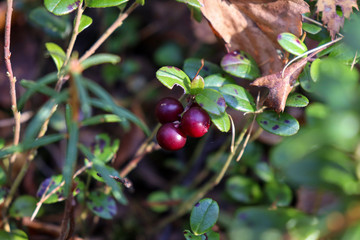 red lingonberry