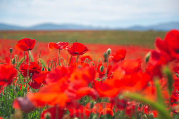 Fototapeta na wymiar spectacular field of poppies in spring