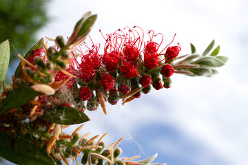 infiorescenza di callistemon rosso ramo particolare della fioritura e del bocciolo stame macro fioritura in fiore