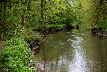 small river with spring revitalized vegetation