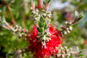 infiorescenza di callistemon rosso ramo particolare della fioritura e del bocciolo macro