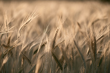A close up of a cereal field