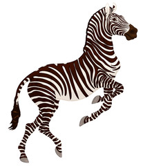 Obraz na płótnie Canvas Zebra reared and stands on one leg. Prancing striped stallion pricked up its ears and stared ahead with dilated nostrils. Emblem for african wildlife tourism.