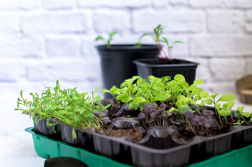 Little plant sprouts in black plastic grow box