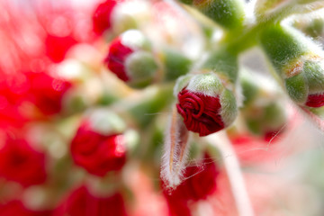 infiorescenza di callistemon rosso stame ramo particolare della fioritura e del bocciolo macro
