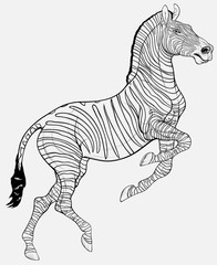 Linear black and white zebra reared and stands on one leg. Prancing striped stallion pricked up its ears and stared ahead with dilated nostrils. Emblem for african wildlife tourism.