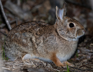 rabbit in the grass