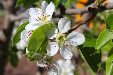 Flowering pears. Beautiful white flowers and leaves on a branch. Close-up. Background. Landscape.