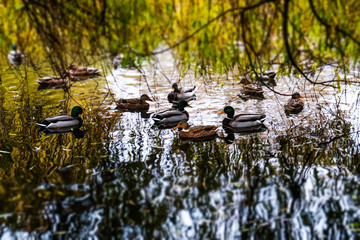 Ducks