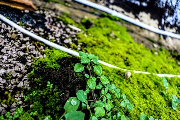 Plant with condensation