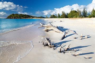 Caribbean Beach With Driftwood, Antigua