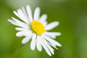 Fototapeta premium daisy flower close up in the garden