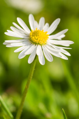 Obraz premium daisy flower close up in the garden