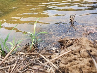river mudd view with plants