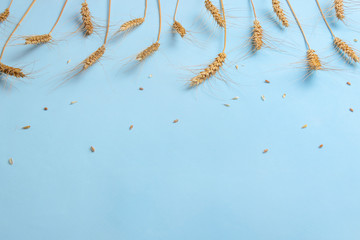 Golden wheat and rye ears, dry yellow cereals spikelets in row on light blue background, closeup, copy space, selective focus