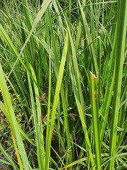 plants view