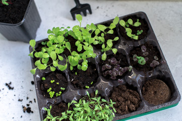 Little plant sprouts in black plastic grow box