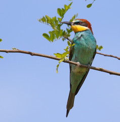 European bee-eater on branch, Merops apiaster