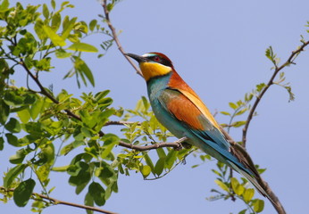 European bee-eater on branch, Merops apiaster