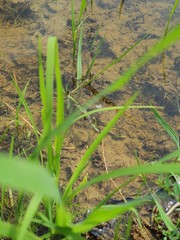 rice plants closeup