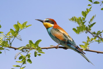 European bee-eater on branch, Merops apiaster