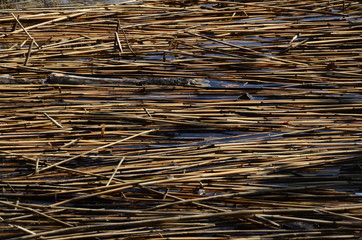 reeds lying on the water close-up