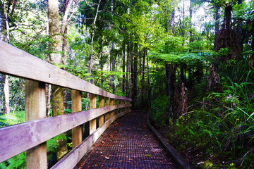 Fototapeta premium Wooden path in the forest