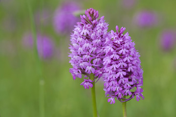 Obraz premium Orchidées