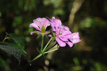 Geranium Bourbon flower in a Garden 