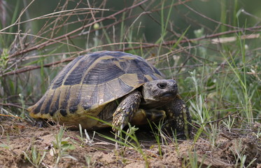 Eastern Hermann's tortoise, European terrestrial turtle, Testudo hermanni boettgeri