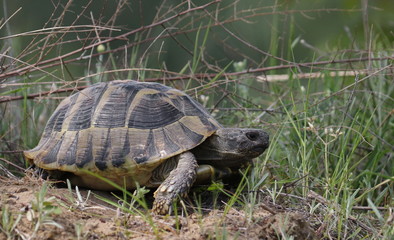 Eastern Hermann's tortoise, European terrestrial turtle, Testudo hermanni boettgeri