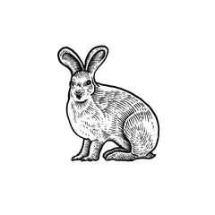 Cute Rabbit vector illustration