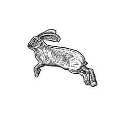 Cute Rabbit vector illustration