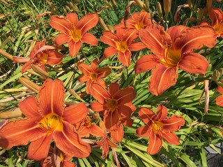 Fleurs oranges