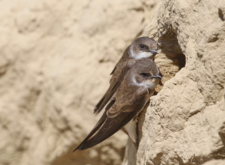 Swallow Sand Martin background, riparia riparia